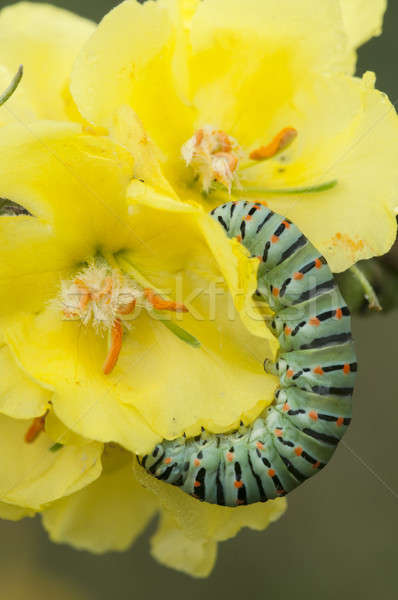 Caterpillar of common yellow swallowtail butterfly Stock photo © AlessandroZocc