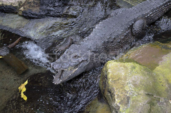 Crocodil odihna funcţionare apă gura deschisa Imagine de stoc © AlessandroZocc