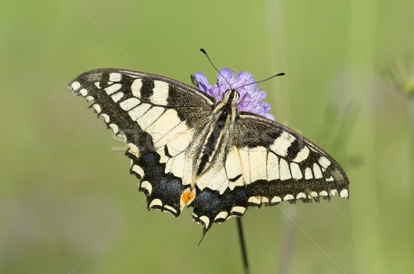 A Scarce Swallowtail (Iphiclides podalirius) butterfly on a purple meadow flower Stock photo © AlessandroZocc