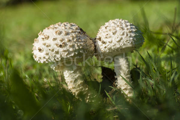 Cogumelo branco crescente grama verde grama campo Foto stock © AlessandroZocc