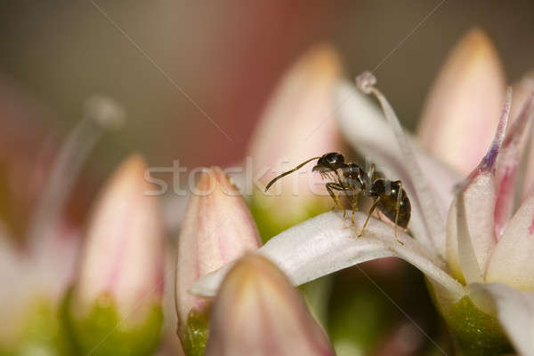 March 2008, Rome, Nature Reserve Castel di Guido: Ant among flowers  Stock photo © AlessandroZocc
