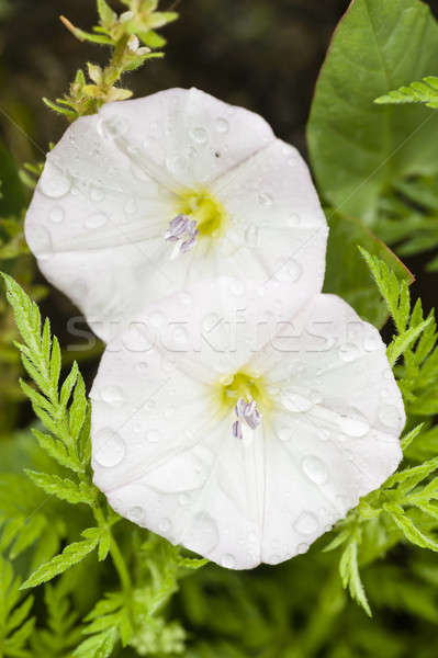 Matin gloire fleurs fleurs blanches Photo stock © AlessandroZocc