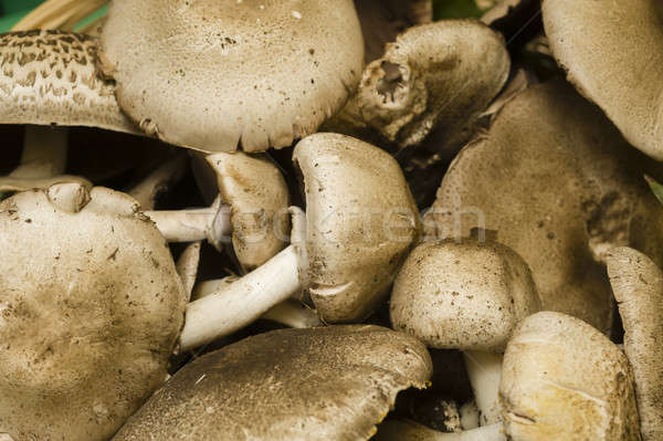 Agaricus praeclaresquamosus mushrooms Stock photo © AlessandroZocc