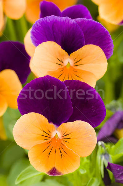 Pansy flowers Stock photo © AlessandroZocc