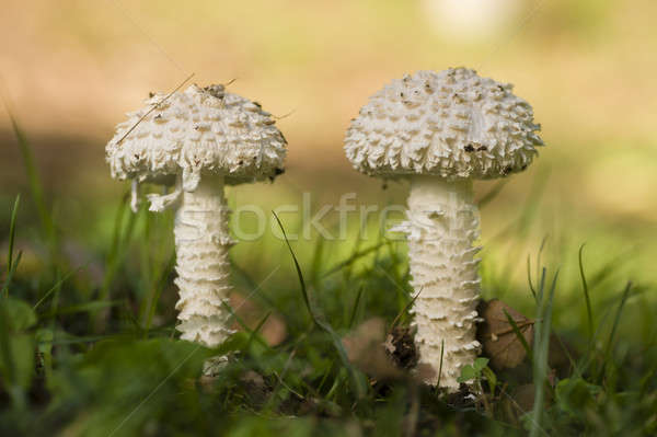 Amanita vittadinii mushroom Stock photo © AlessandroZocc