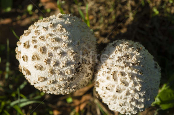 蘑菇 白 成長 綠草 草 場 商業照片 © AlessandroZocc