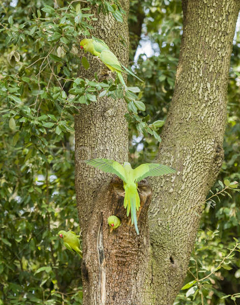 rose ringed parakeets on tree nest Stock photo © AlessandroZocc