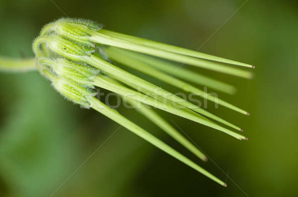 Stock fotó: Friss · zöld · hosszú · magok · fű · növény