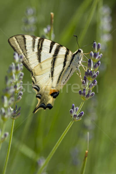 Scarce Swallowtail (Iphiclides podalirius) butterfly Stock photo © AlessandroZocc