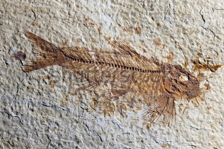 Close up Fossil fish  Stock photo © AlessandroZocc