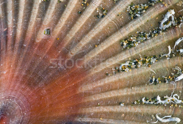 Closeup of a Stranded sea shell, Pecten   Stock photo © AlessandroZocc