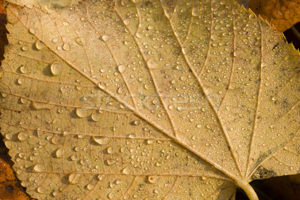 Rugiada gocce rosolare foglie pioggia verde Foto d'archivio © AlessandroZocc