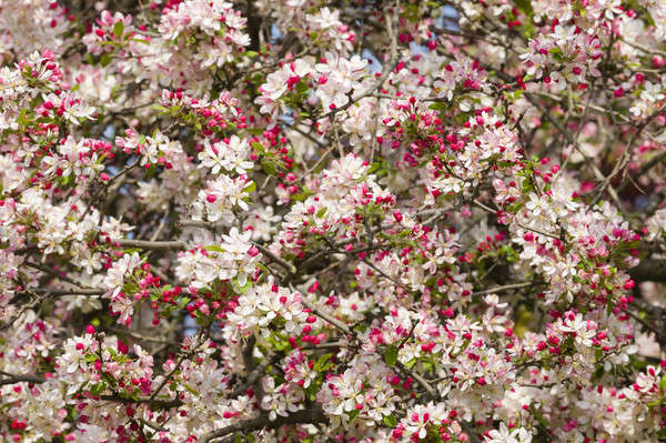 Kirschblüten Blumen voll blühen Frühling Blume Stock foto © AlessandroZocc