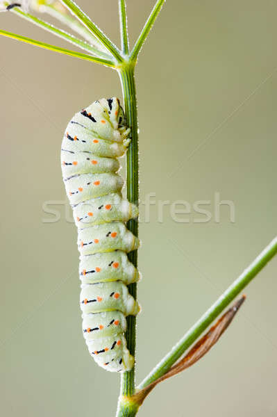 Caterpillar of common yellow swallowtail butterfly Stock photo © AlessandroZocc