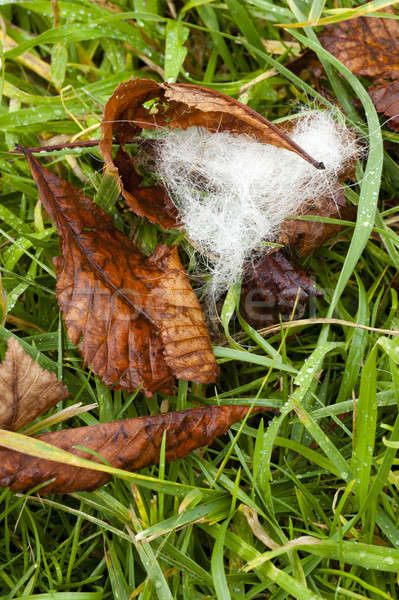 Stock photo: White Dog fur on green grass