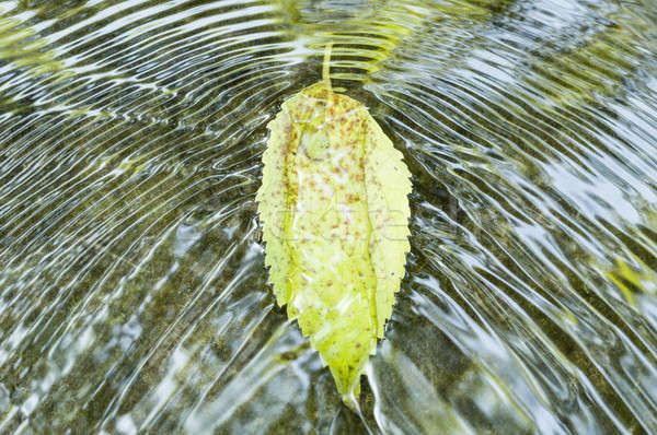 Leaf on flowing water Stock photo © AlessandroZocc