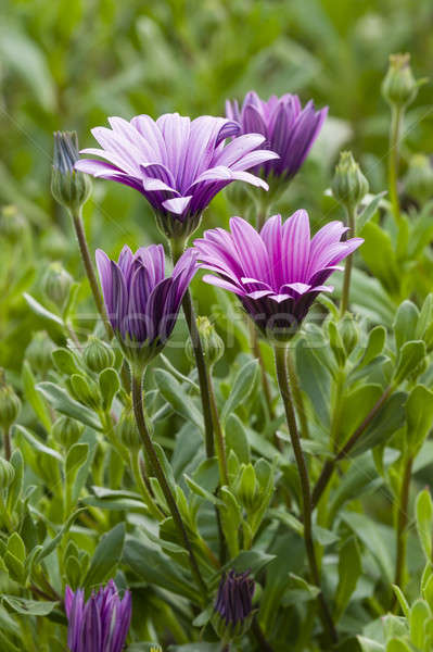 Dimorphoteca flowers in full bloom Stock photo © AlessandroZocc