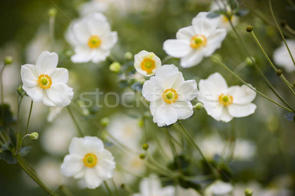 白色的花朵 綠色 黃色 花園 背景 商業照片 © AlessandroZocc