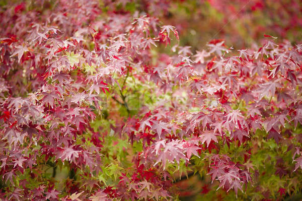 Maple tree close up in Fall Stock photo © AlessandroZocc