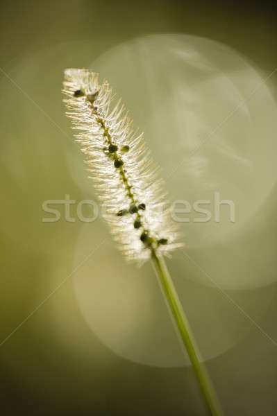 Grass seed spike close up in sun Stock photo © AlessandroZocc