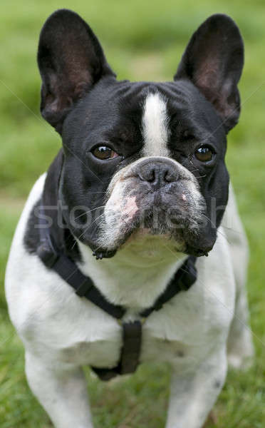 Frontal portrait of a black and white dog Stock photo © AlessandroZocc