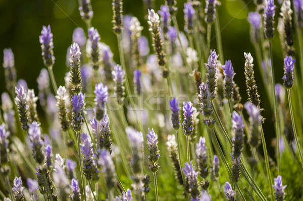Lavander flowers  Stock photo © AlessandroZocc