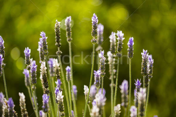 Lavander flowers  Stock photo © AlessandroZocc