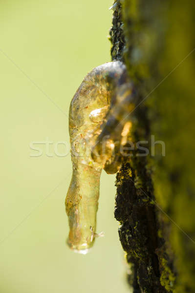 Resin from tree bark Stock photo © AlessandroZocc