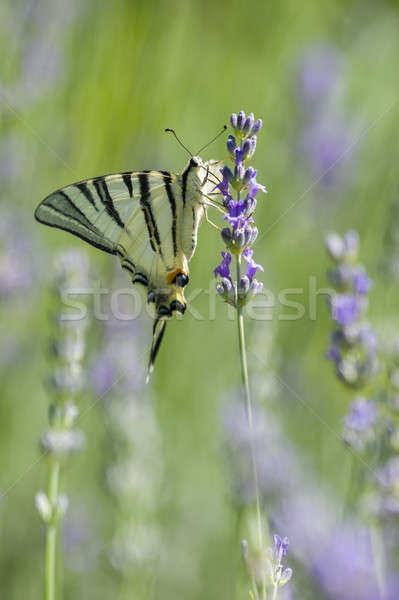 Scarce Swallowtail (Iphiclides podalirius) butterfly Stock photo © AlessandroZocc
