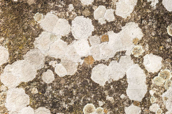 Gray Lichen organisms  Stock photo © AlessandroZocc