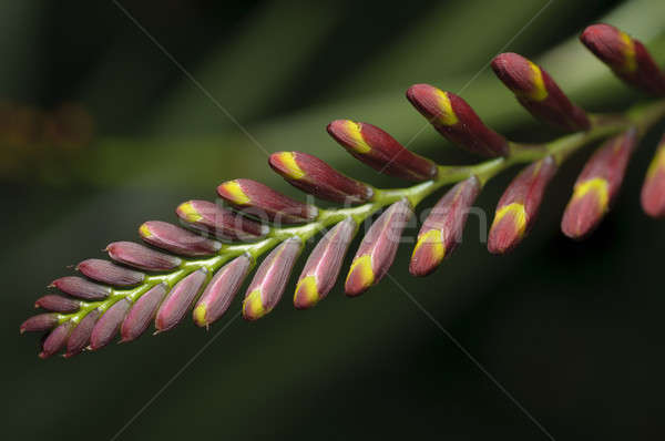 Spike of red and yellow flower Stock photo © AlessandroZocc