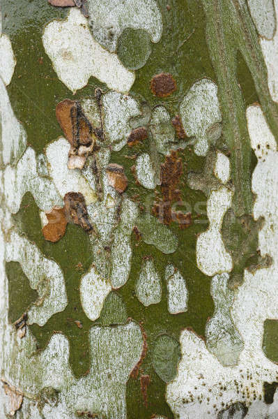 Stock photo: Plane tree bark close up
