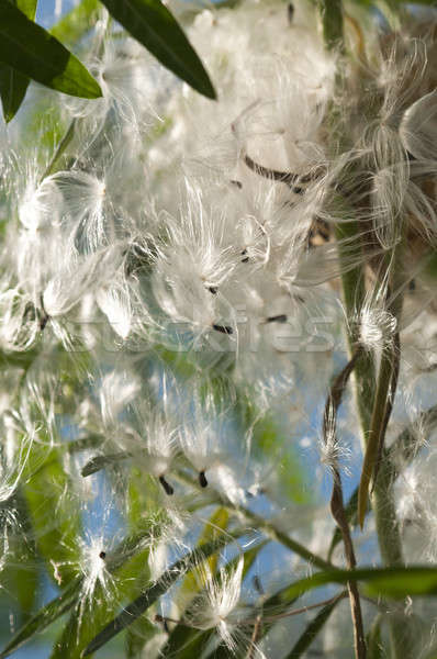seed-bearing parachutes for rapid dispersal through wind Stock photo © AlessandroZocc