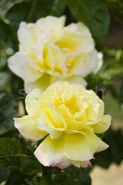 Roses in full bloom  Stock photo © AlessandroZocc