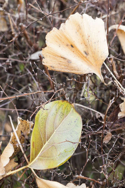 Halott levelek lombtalan bokor ősz levél Stock fotó © AlessandroZocc