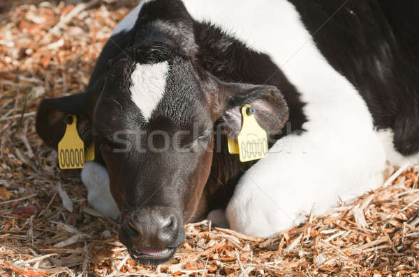Young Dairy cattle (dairy cows) of the species Bos taurus. Stock photo © AlessandroZocc