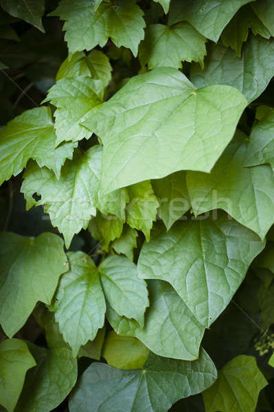 Hedera leavs, commonly called ivy, Stock photo © AlessandroZocc