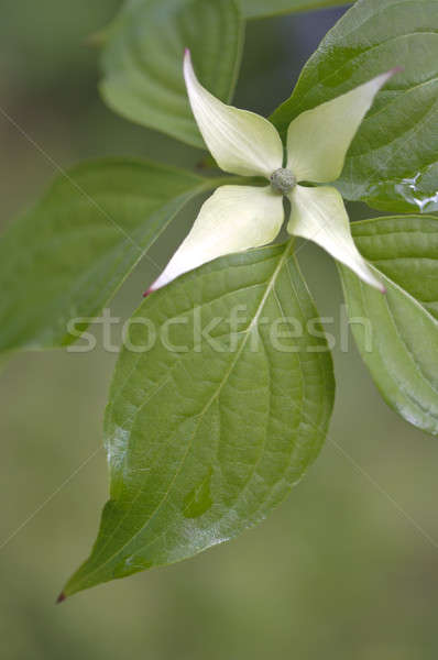Flower and leaf of Dogwood, Cornus, Cornaceae Stock photo © AlessandroZocc