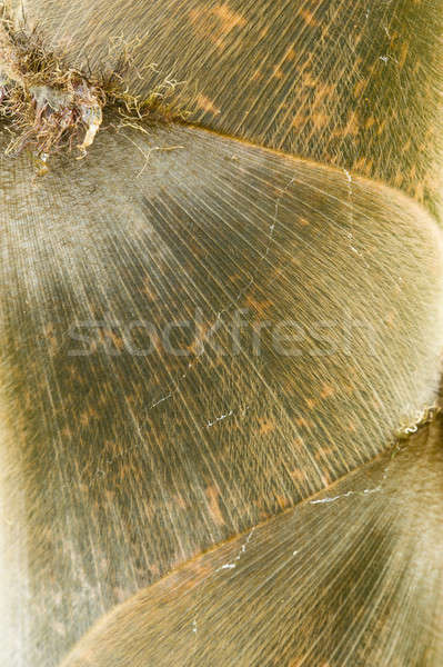 Detail of bamboo bud Stock photo © AlessandroZocc