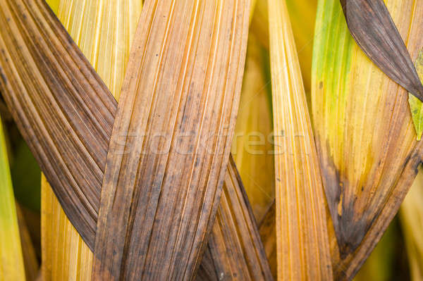 Leaves of orchid Bletilla in Autumn Stock photo © AlessandroZocc
