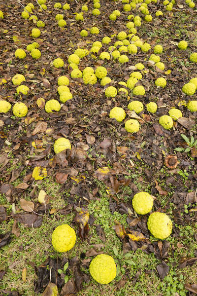 Maclura pomifera tree fruits Stock photo © AlessandroZocc