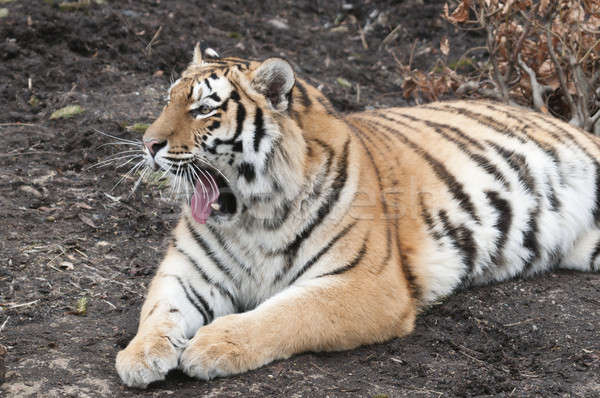Stock photo: Tiger , panthera tigris, laying down and yawning 