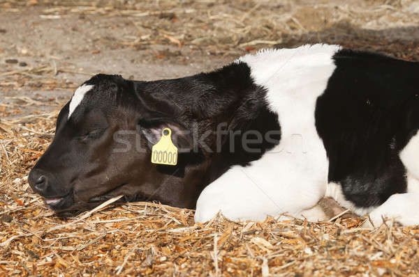 Young Dairy cattle (dairy cows) of the species Bos taurus. Stock photo © AlessandroZocc