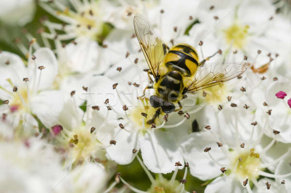 Hoverfly on hawthorn flowers Stock photo © AlessandroZocc