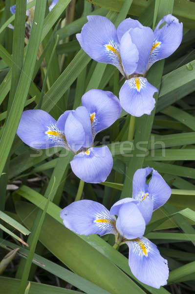 Blau gelb Iris Blumen grüne Blätter Frühling Stock foto © AlessandroZocc