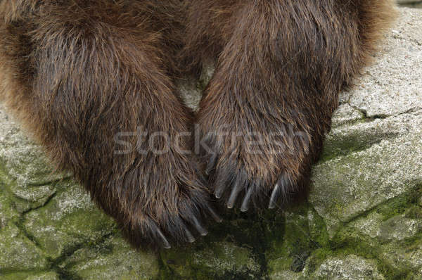 Stockfoto: Mannelijke · bruine · beer · detail