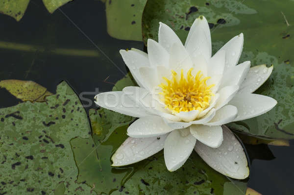 White waterlily  Stock photo © AlessandroZocc