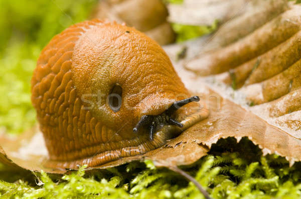 Red slug, Arion, crawling on a dead leaf among moss Stock photo © AlessandroZocc