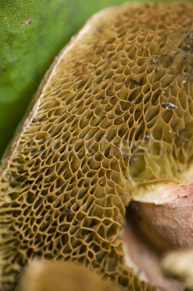 Sponge like mushroom gills Stock photo © AlessandroZocc