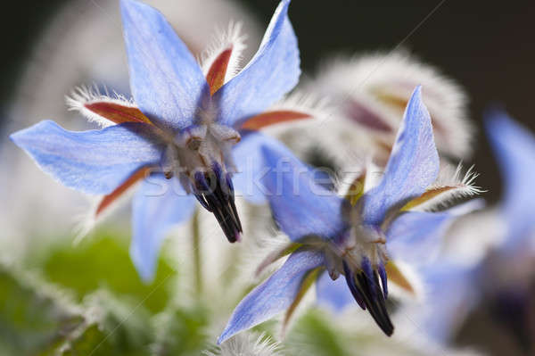 Stock fotó: Virágok · éves · gyógynövény · virágzó · növény · család